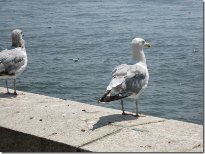 Seagull Closeup