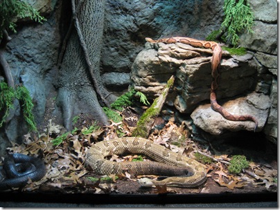 Reptileland Snakes