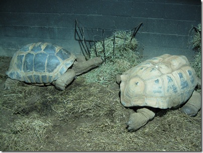 Reptileland Tortoises Eating Straw