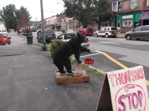 Stuffed Black Bear
