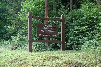 Entering Loyalsock State Forest